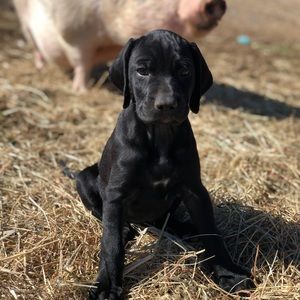 Meet your Posher, Cole